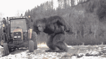Bigfoot GIF - Bigfoot Sasquatch GIFs