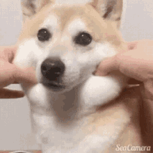 Squishy Doggo GIF - Doggo Dog GIFs