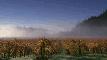 vineyard fog