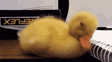 Sleepy Duck GIF - Weary GIFs