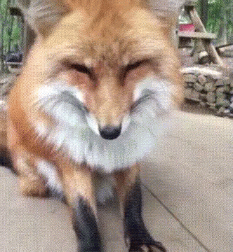 狐 狸 可 爱 想 睡 GIF - Fox Cute Sleepy - Discover & Share GIFs.