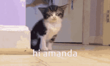 Hi Hi Amanda GIF - Hi Hi Amanda GIFs