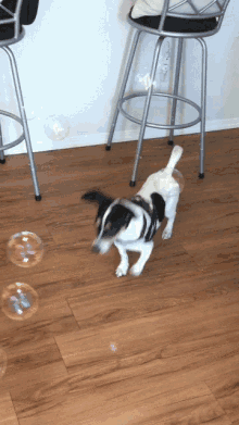 puppy bubbles cute bubble dog