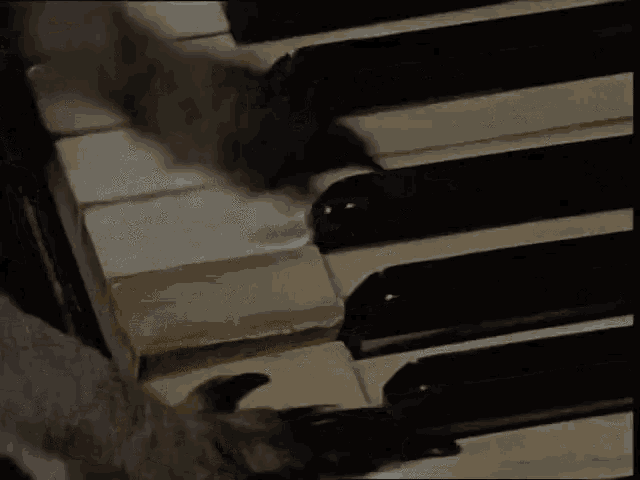 skippy-bush-the-kangaroo-playing-piano.gif