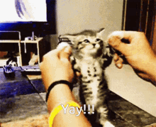 Cat Kitten GIF - Cat Kitten Dancing GIFs