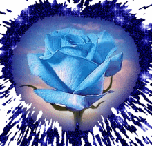 blue rose hear love glitter plant
