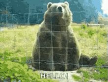 waving-bear-hi.gif