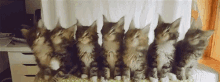 cat head