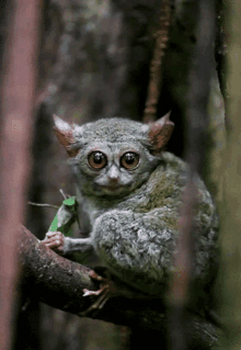 Can I Help You What Are You Looking At GIF - Can I Help You What Are You Looking At Tarsier GIFs