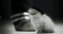 Oui French GIF - Oui French Cat GIFs