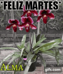 Feliz Martes Happy Tuesday GIF - Feliz Martes Happy Tuesday Alma GIFs
