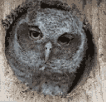 Owl Excuse Me GIF - Owl Excuse Me Cramped GIFs