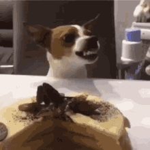 Dog Dont Touch GIF - Dog Dont Touch Food Is Mine GIFs