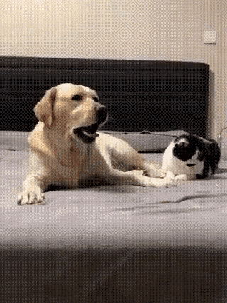 Cat Dog GIF - Cat Dog Play - Discover &amp; Share GIFs