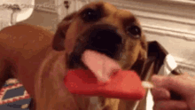 Dog Lolly GIF - Dog Lolly Lick GIFs
