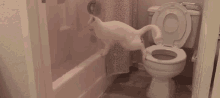 Cat Poop GIF - Cat Poop Funny GIFs