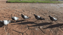 Dove Parade GIF - Pigeons Falling In Line GIFs