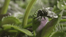 carnivorous fly