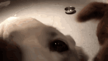 husky kiss pov dog kiss pov dog kisses husky kiss pov dog kiss pov dog kisses