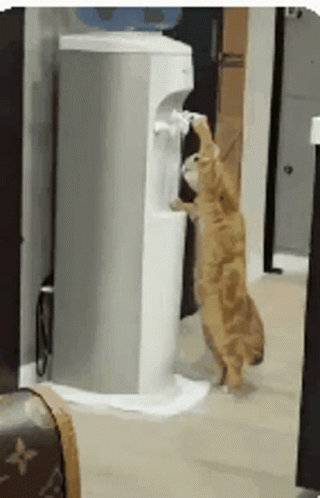 Cat Gif a Day Keeps the Doggy Away, Page 283