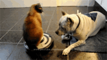Gato Bisho GIF - Gato Bisho Cat GIFs