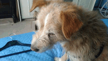 eatingdog biscuit puppy happydog luckycciolo eatingdog biscuit puppy happydog luckycciolo