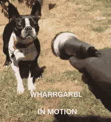 Wharrgarbl Dog Hose GIF - Wharrgarbl Dog Hose Dog GIFs