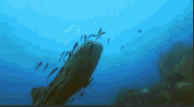 Whale Shark GIF - Nature Whaleshark Ocean GIFs