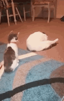 Funny Animals Cats GIF - Funny Animals Cats Startled GIFs