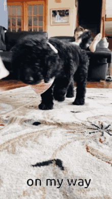 Goldendoodle Omw GIF - Goldendoodle Omw Onmyway GIFs