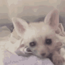 Fennec Dog GIF - Fennec Dog Stare GIFs
