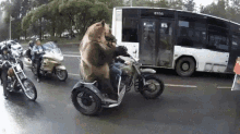 funny animals grizzly bear bikers traffic biker gang