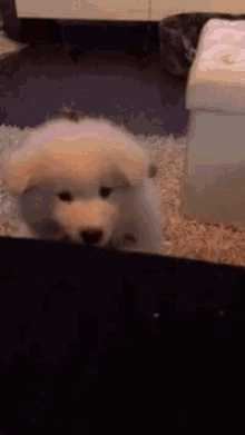 Samoyed Puppy GIF - Samoyed Puppy Dog GIFs