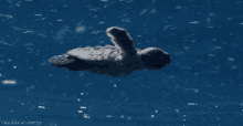 Swimming Away GIF - Sea Turtle Baby Sea Turtle Swimming GIFs