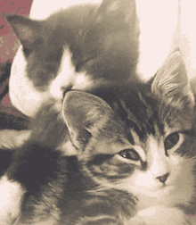 Amor Fraternal Gato Cariñoso GIF - Amor Fraternal Gato Cariñoso Cat GIFs