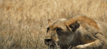 lioness hunting savage kingdom hunt mode big cat hunt