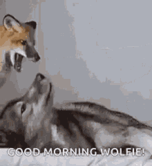fox wolf playful cuddle