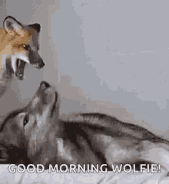 Fox Wolf GIF - Fox Wolf Playful - Descubre  Comparte GIFs