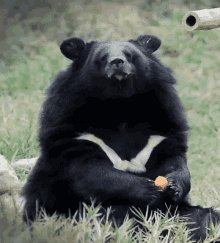 chewing eating