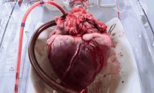 Hearts GIF - Heart Pump GIFs