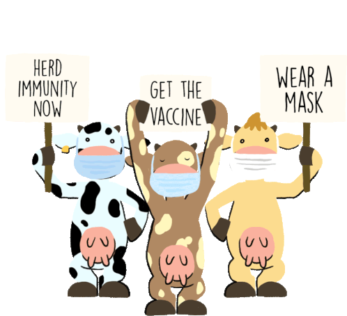 Herd Immunity Now Cow Sticker - Herd Immunity Now Cow Get The Vaccine Stickers
