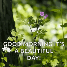 Good Morning Beautiful Day GIF - Good Morning Beautiful Day Good Day GIFs