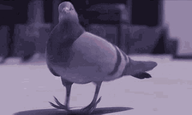 funny-bird-dancing-pigeon.gif