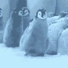 clap clap clap pengu bravo cute penguin