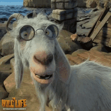 Goat The Wild Life GIF - Goat The Wild Life GIFs