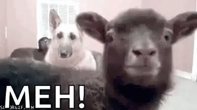 funny-animals-goats.gif