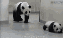 When Mama Catches You Trying To Run Away GIF - Panda Bear Cute GIFs