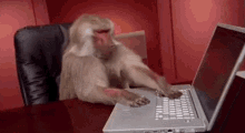 Monkey Laptop GIF - Monkey Laptop Not Working GIFs