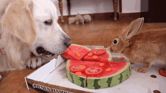 Eating Watermelon Yummy GIF - Eating Watermelon Yummy Best Friend -  Discover & Share GIFs