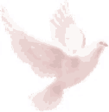 dove duva